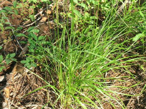 Image of pinegrass