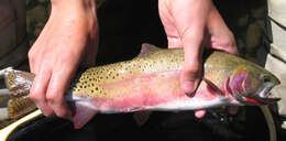 Image of cutthroat trout