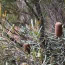 Sivun Banksia pilostylis C. A. Gardner kuva