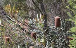 Image of Banksia pilostylis C. A. Gardner