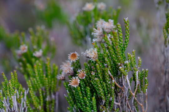 Слика од Lachnospermum imbricatum (Berg.) Hilliard