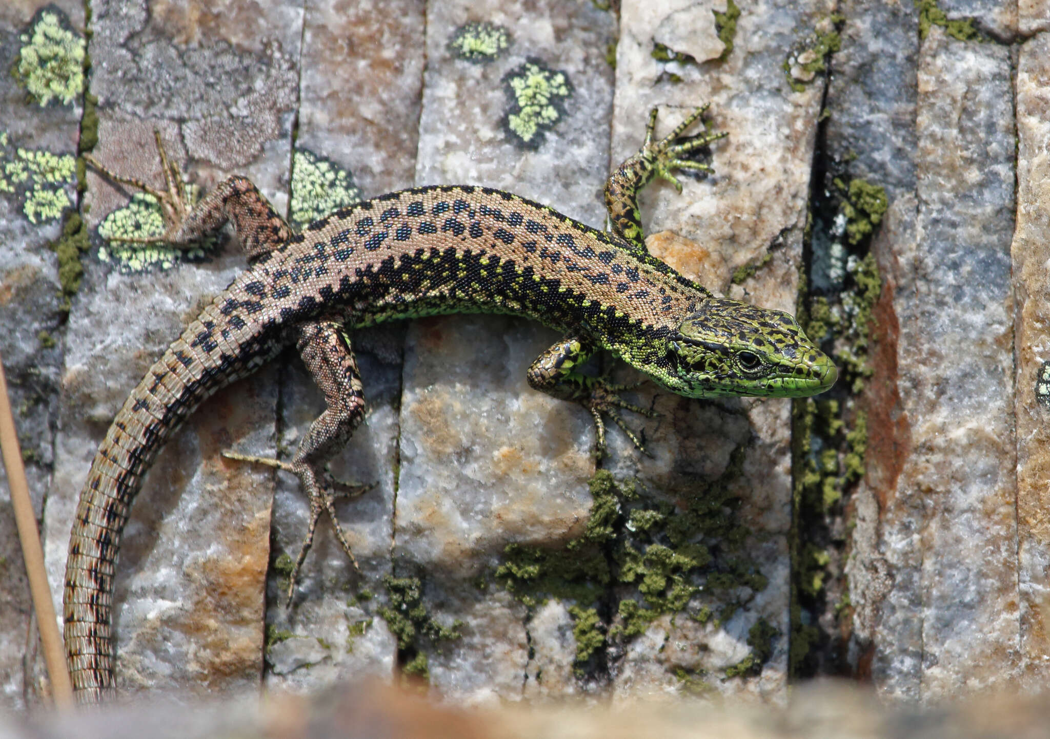 Image of Iberian rock lizard