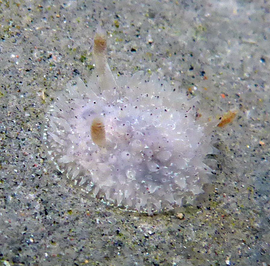 Image of Black and White Dorid