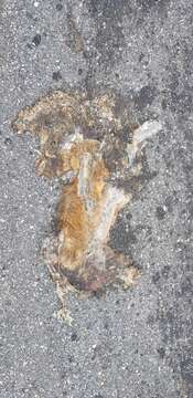 Image of Korean Red Fox