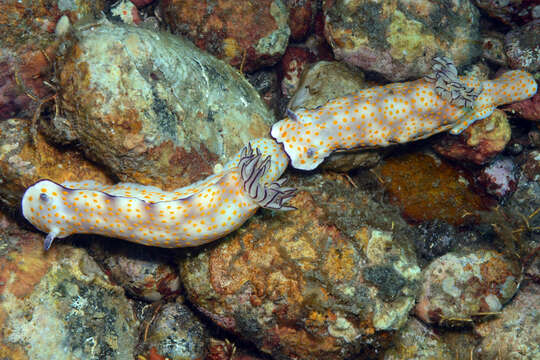 Image de Hypselodoris pulchella (Rüppell & Leuckart 1830)