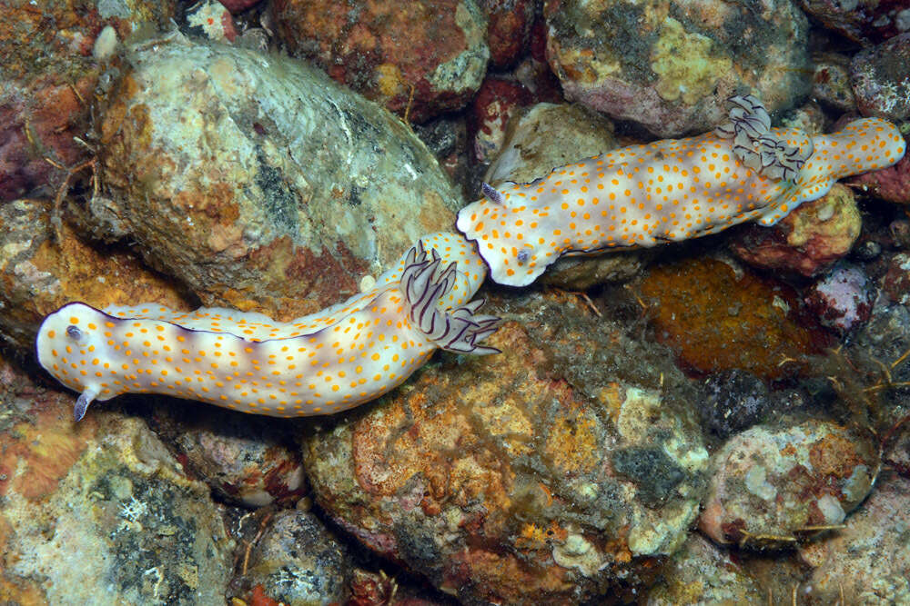 Sivun Hypselodoris pulchella (Rüppell & Leuckart 1830) kuva