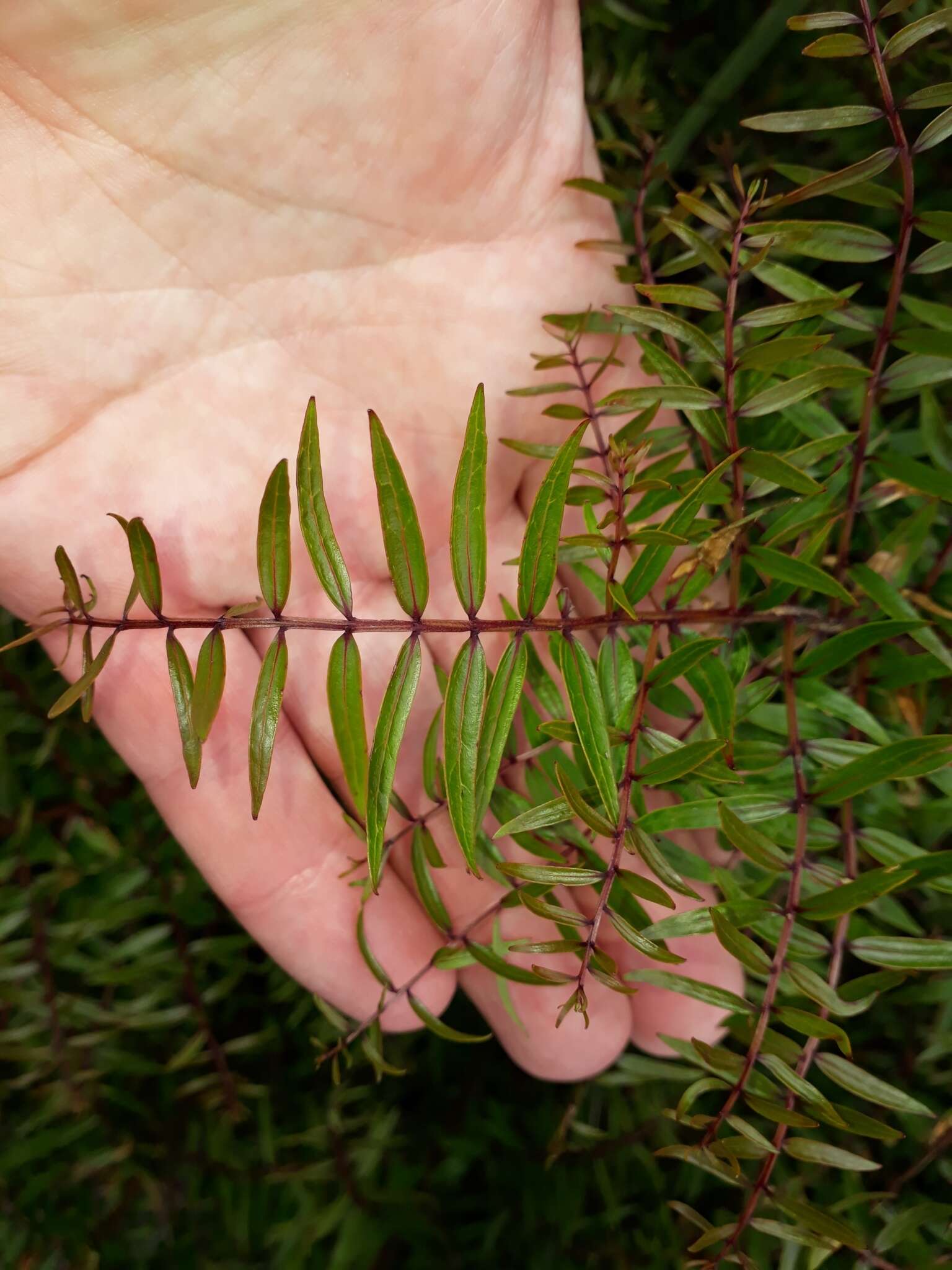 Coriaria pteridoides W. R. B. Oliv. resmi