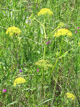 Image of Texas prairie parsley