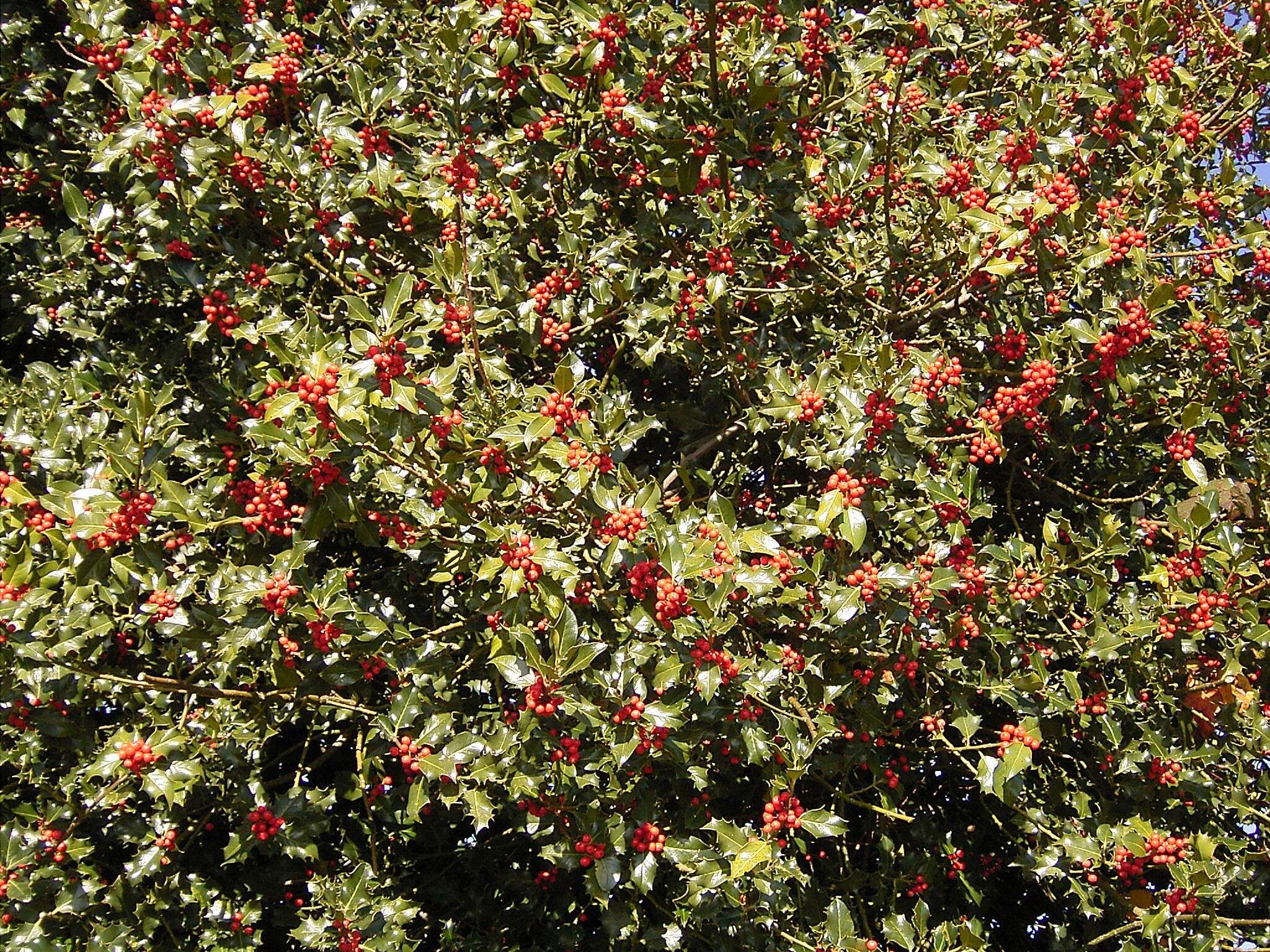 Image of English holly