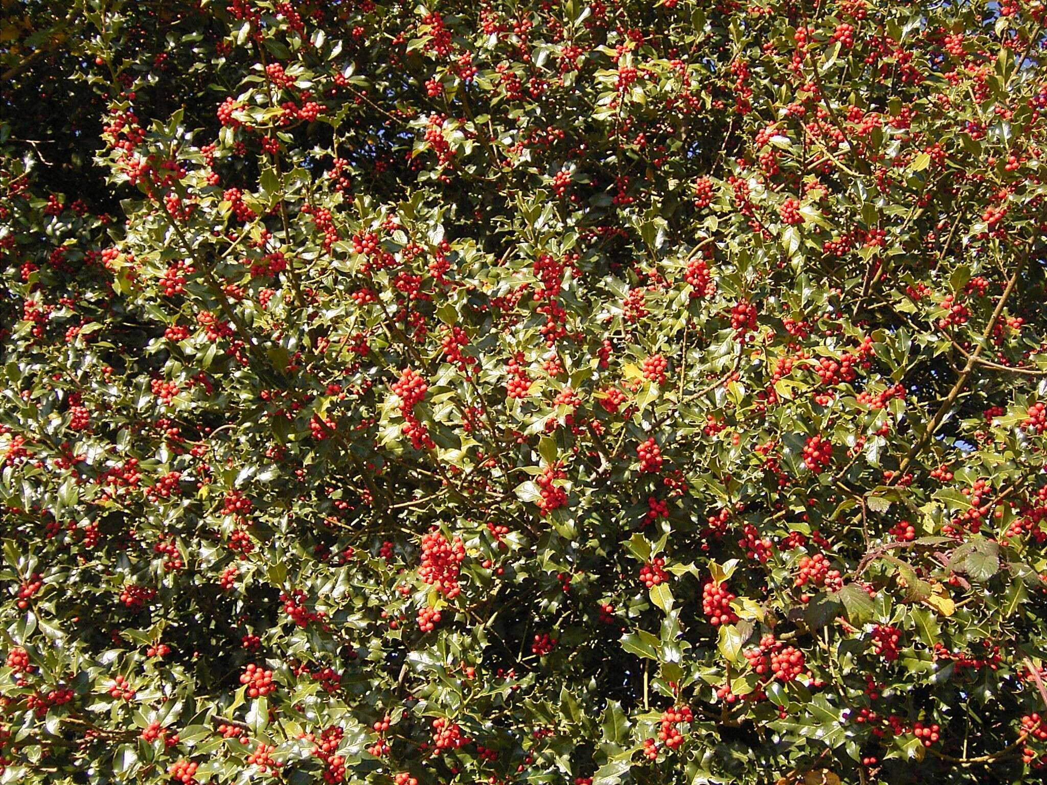 Image of English holly