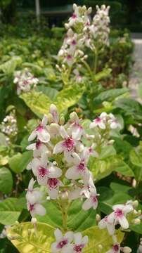 Pseuderanthemum maculatum (Lodd.) I. M. Turner resmi