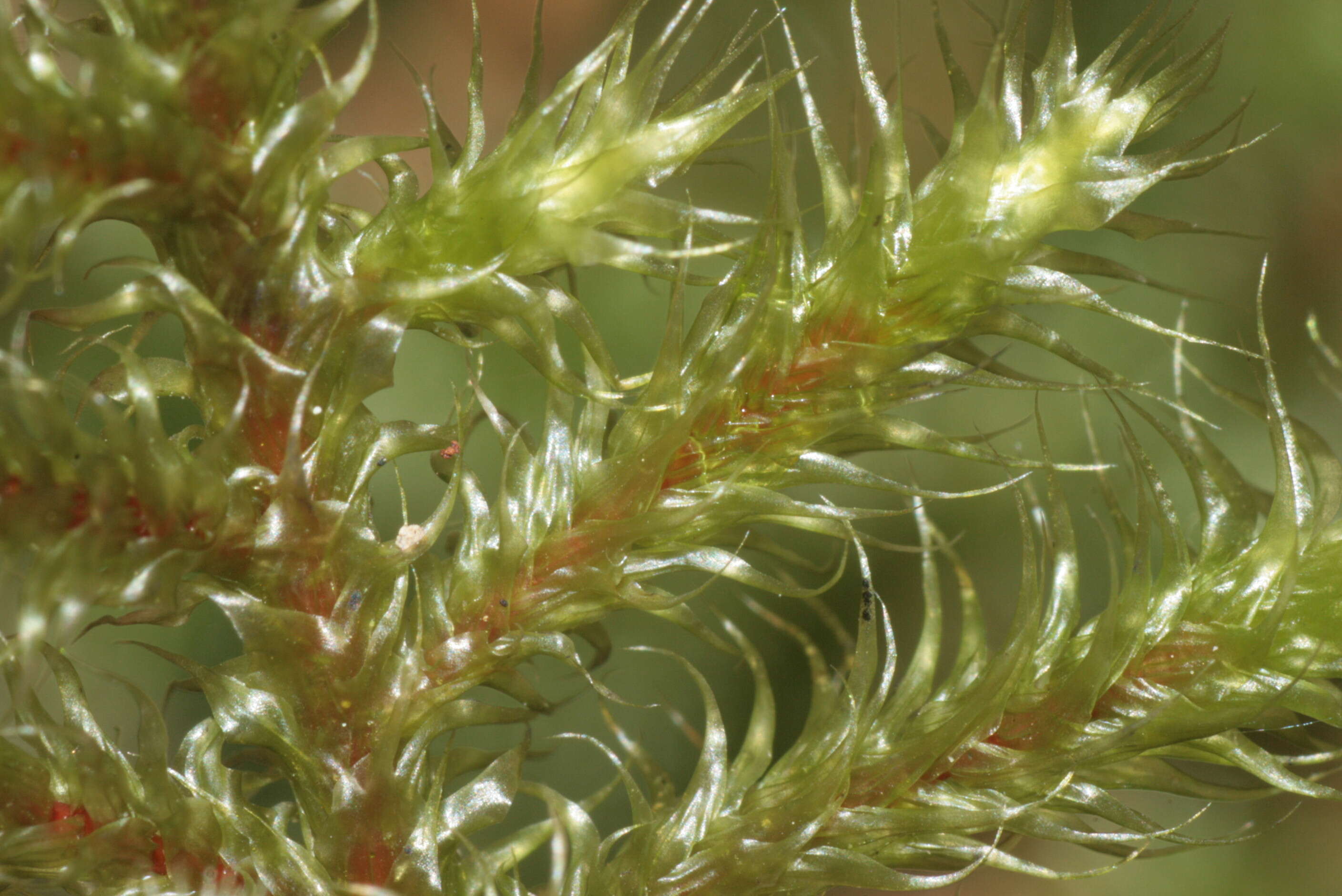 Image of goose neck moss