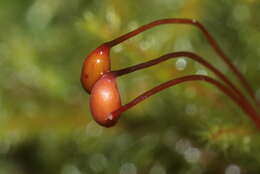 Image of goose neck moss