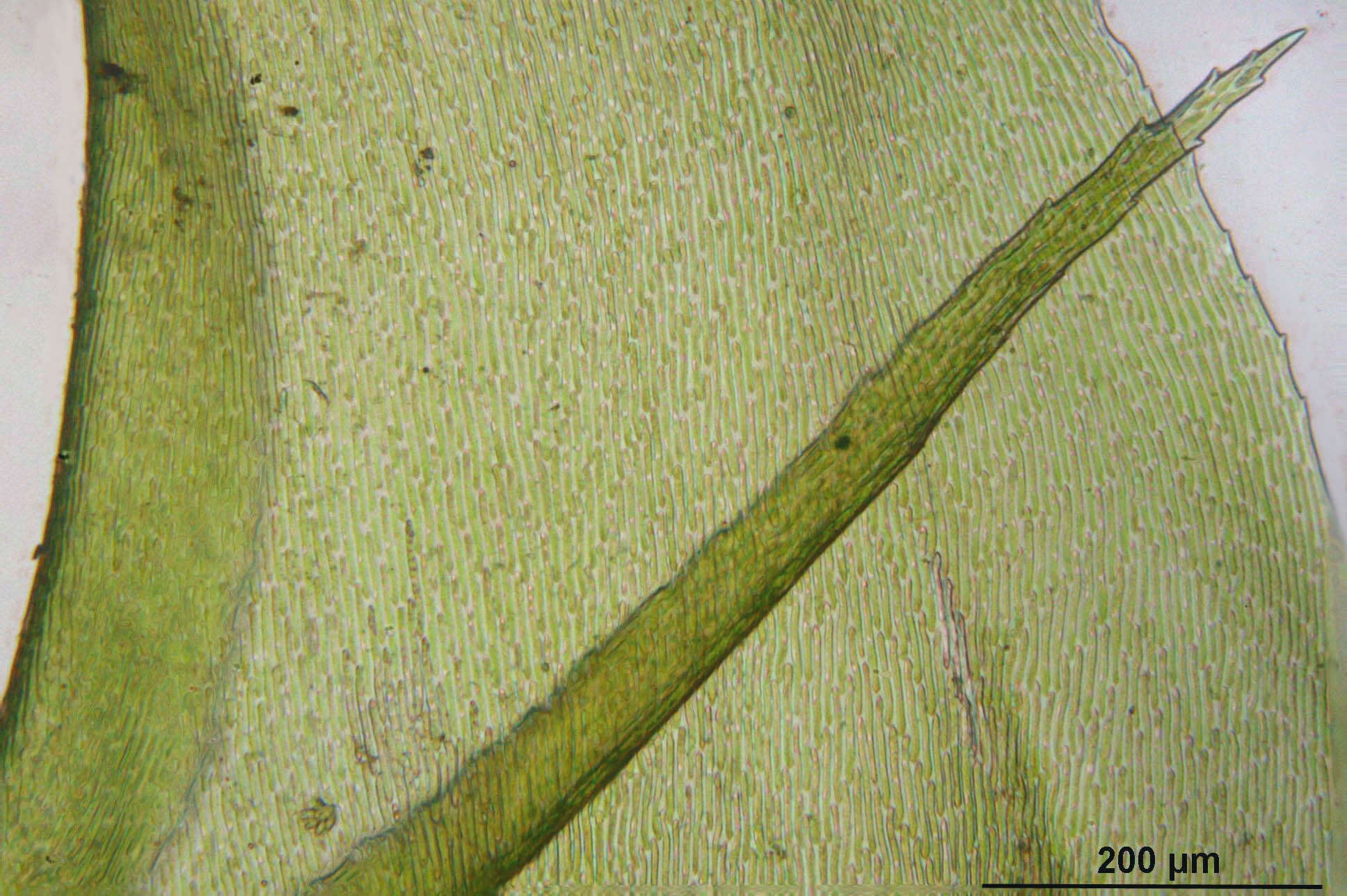 Image of goose neck moss