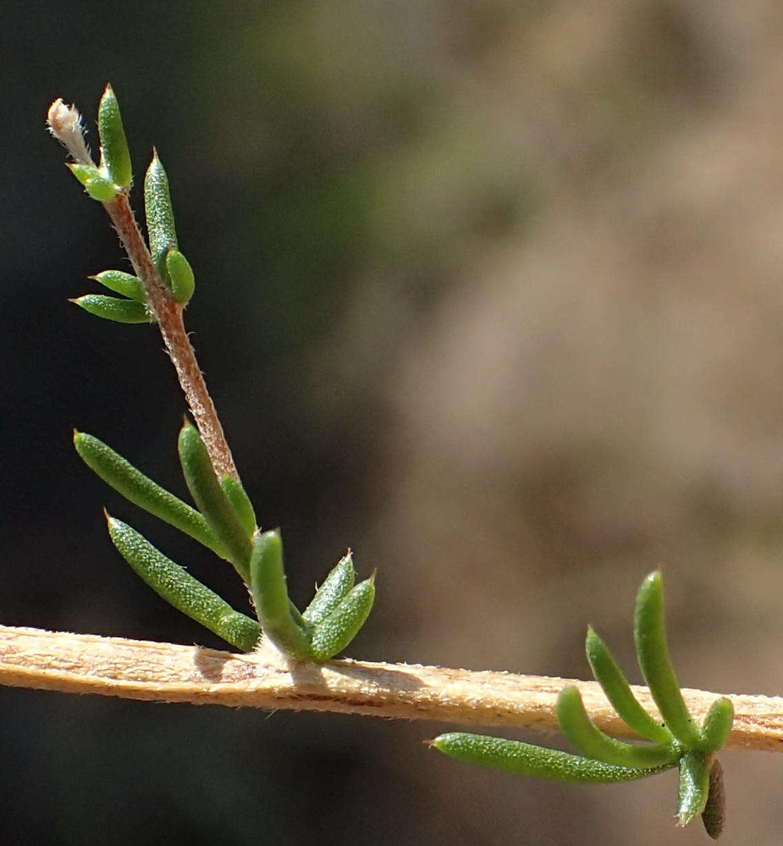 Image of Aspalathus biflora subsp. biflora