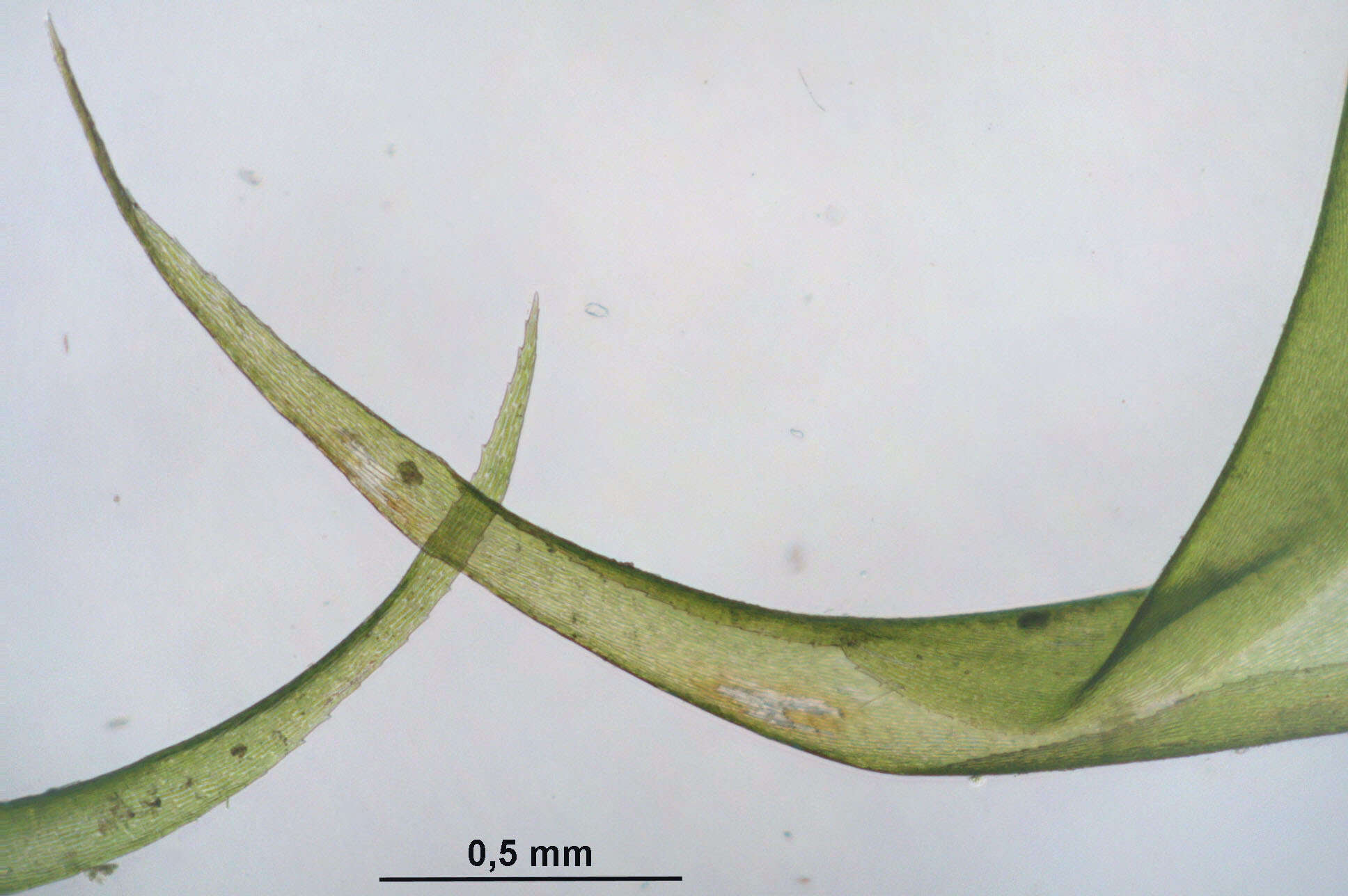 Plancia ëd Rhytidiadelphus loreus Warnstorf 1906