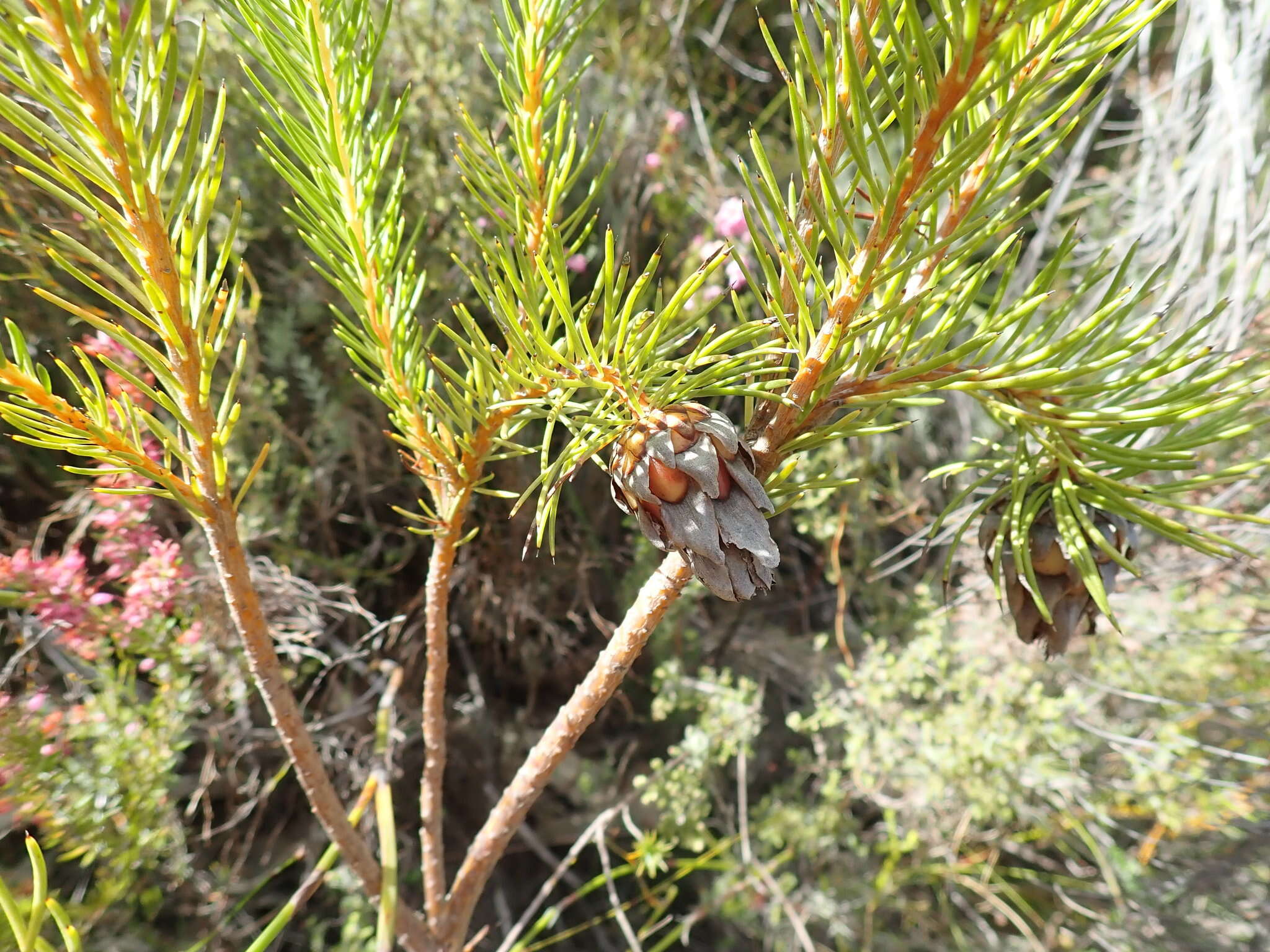 Image of Protea nana (Berg.) Thunb.