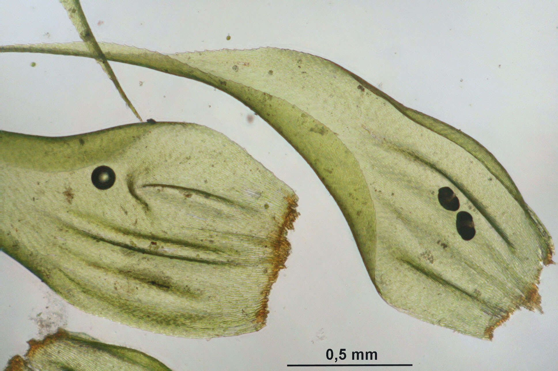 Plancia ëd Rhytidiadelphus loreus Warnstorf 1906