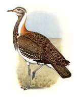 Image of Ludwig's Bustard