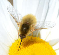 Image of grasshopper bee fly