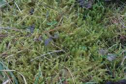 Image of square goose neck moss