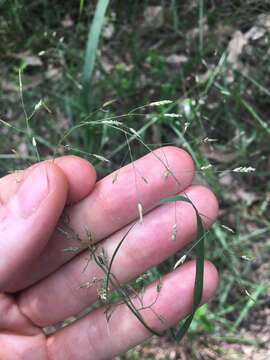 Image of Australian lovegrass