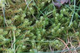 Image of square goose neck moss