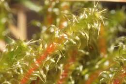 Image of square goose neck moss