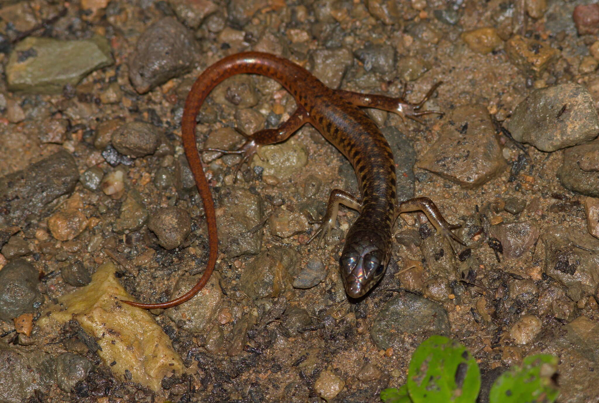 Image of Nakhon Si-Thammarat forest Skink