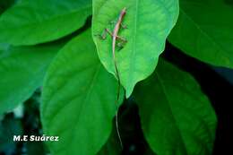 Image of Anfiodlul Anole