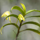 Image of Dendrobium steatoglossum Rchb. fil.