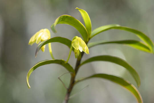 Imagem de Dendrobium steatoglossum Rchb. fil.