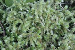 Image of Electrified Cat's Tail Moss