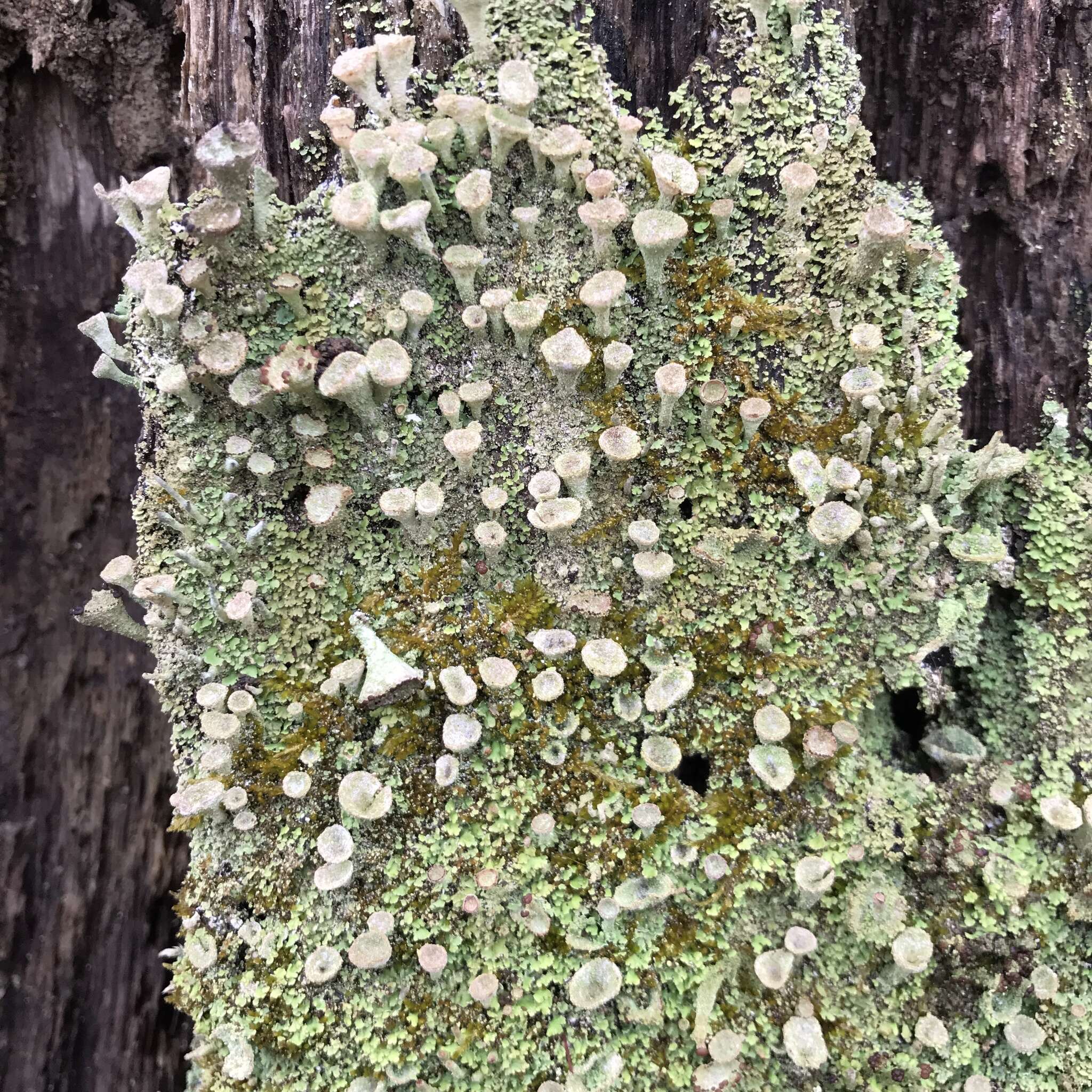 Image of Mealy Pixie-cup Lichen