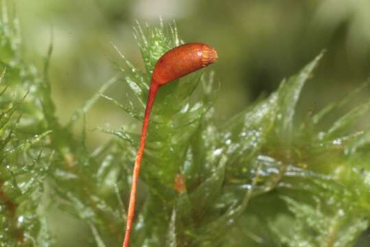 Image of Electrified Cat's Tail Moss