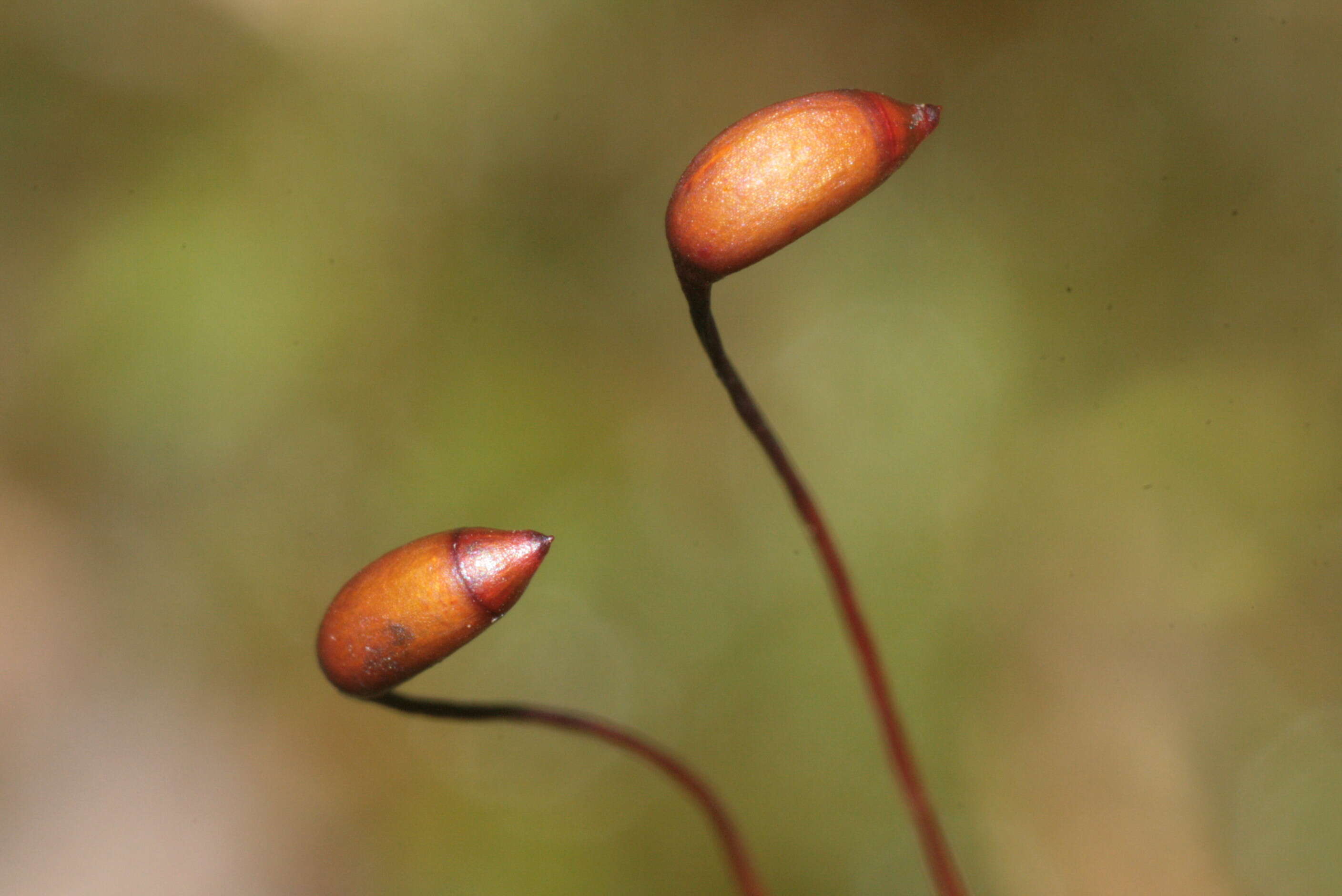 Image of Electrified Cat's Tail Moss