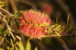 Sivun Callistemon wimmerensis Marriott & G. W. Carr kuva