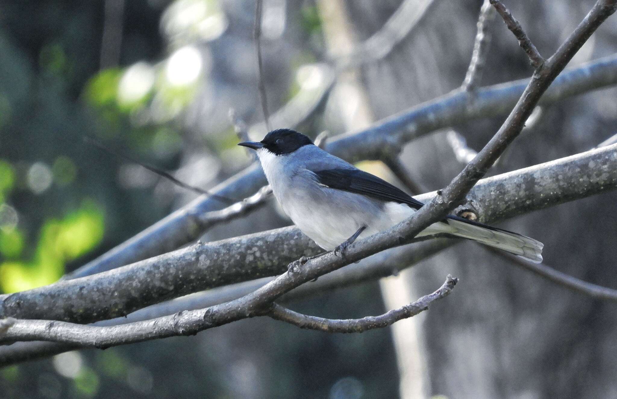 Image of Black-eared Sibia