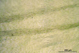 Image of Electrified Cat's Tail Moss