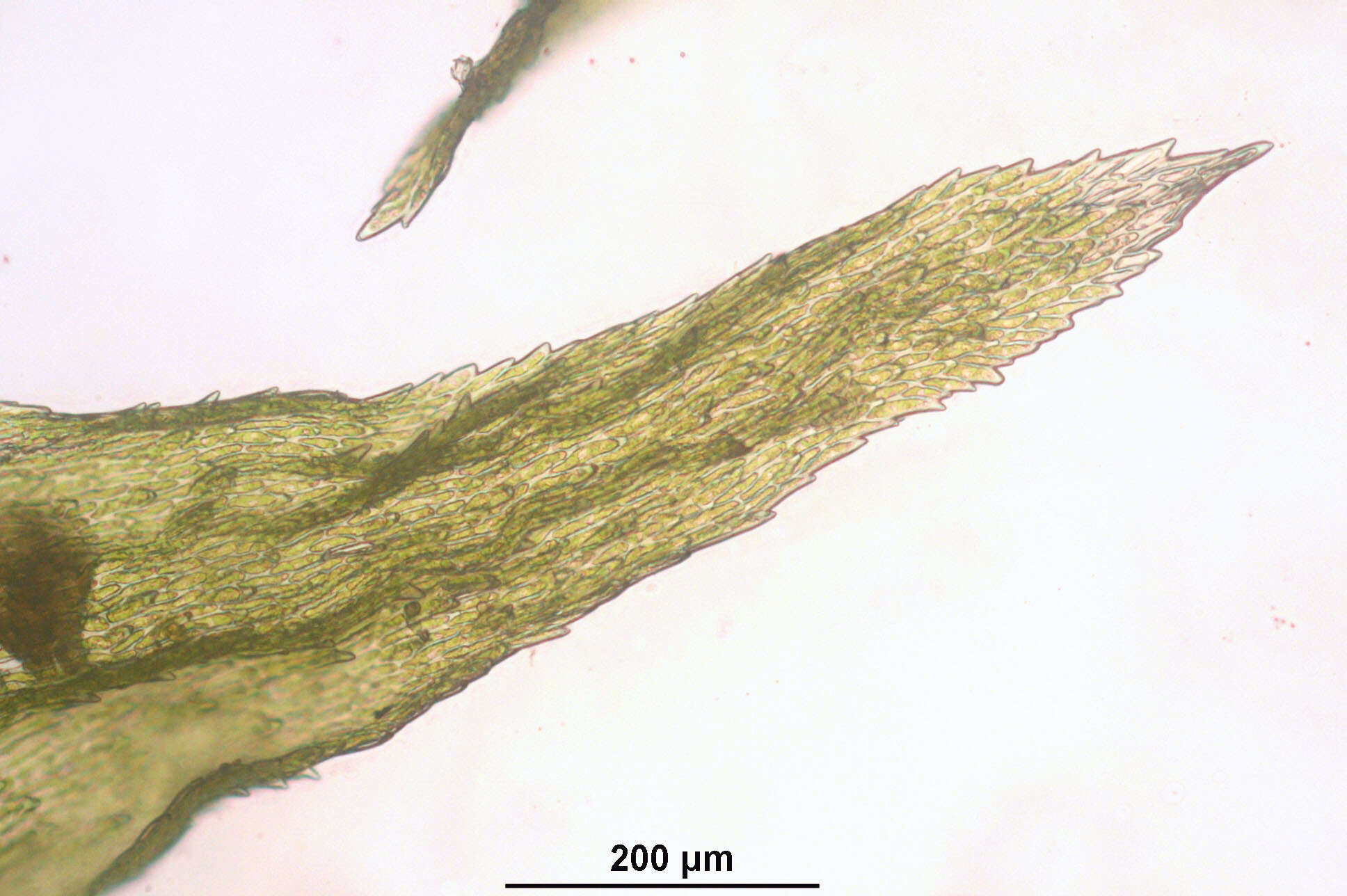 Image of Electrified Cat's Tail Moss