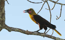 Image of Amazonian Oropendola