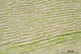 Image of Electrified Cat's Tail Moss