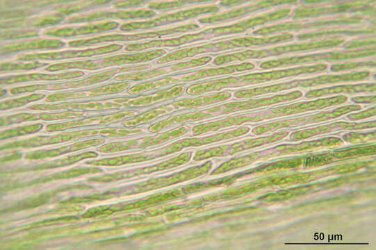 Image of Electrified Cat's Tail Moss