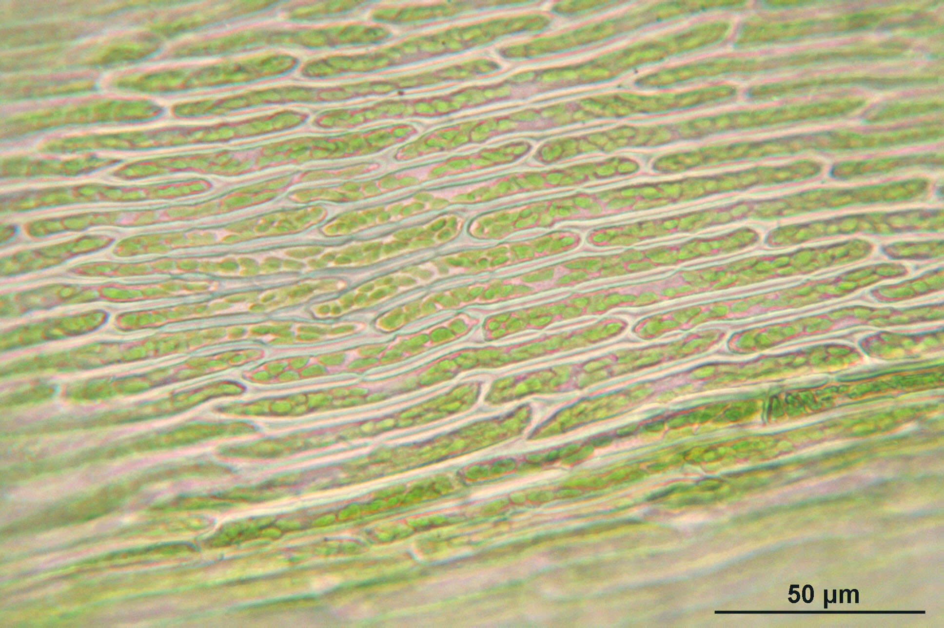 Image of Electrified Cat's Tail Moss