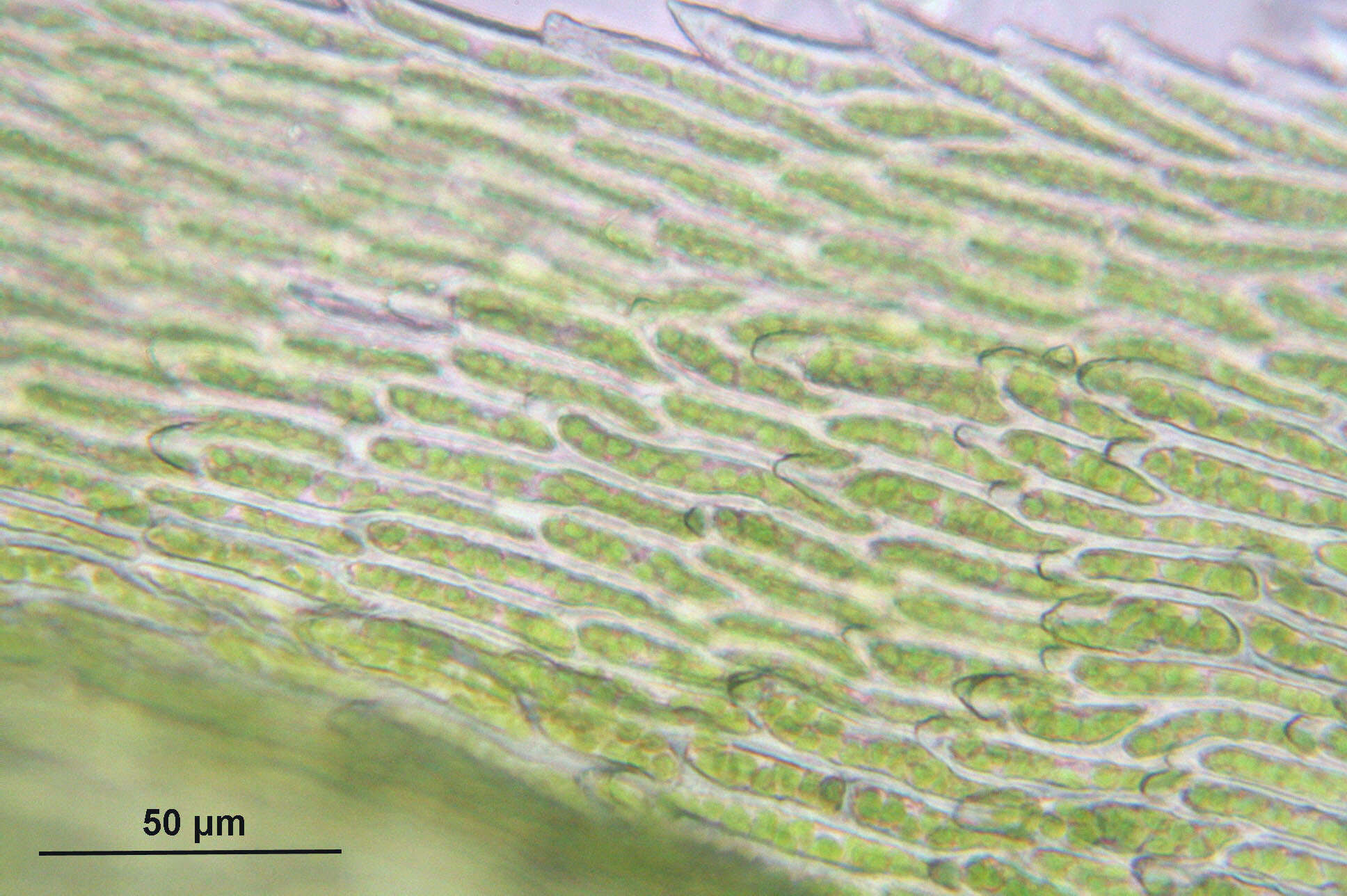 Image of Electrified Cat's Tail Moss