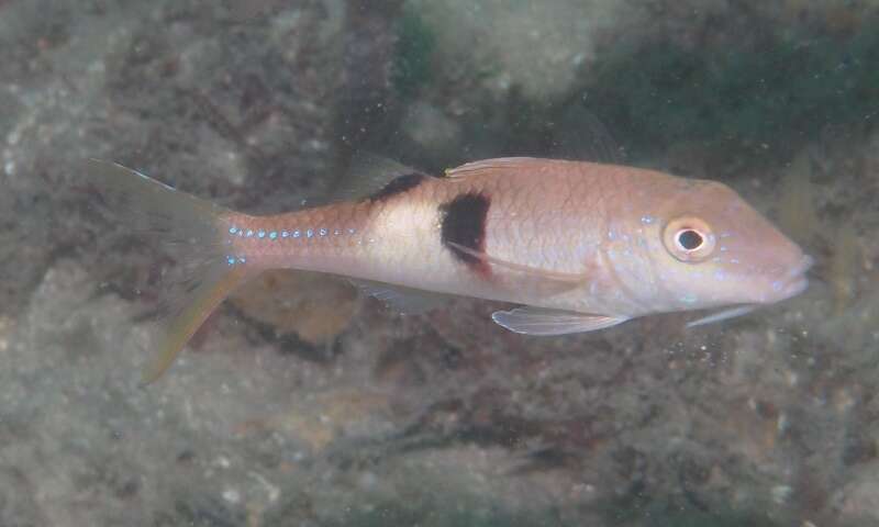 Image of Sidespot goatfish