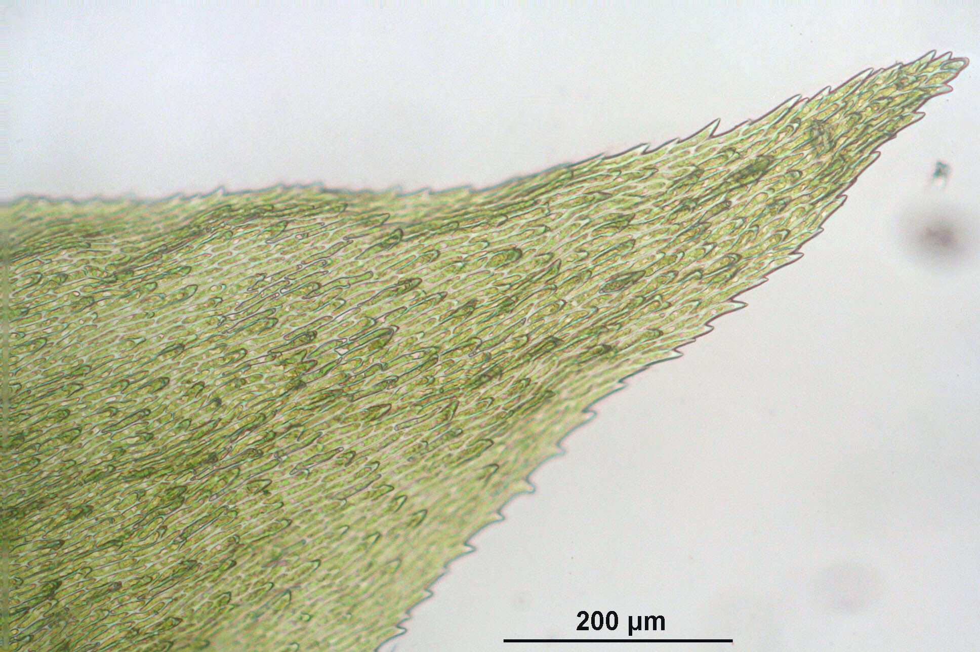 Image of Electrified Cat's Tail Moss