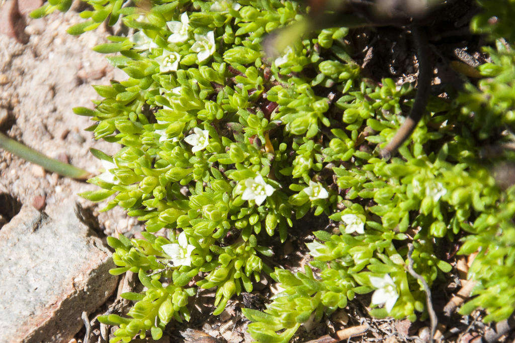 Image of Acrosanthes parviflora J. C. Manning & Goldblatt