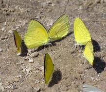 Eurema brigitta (Stoll (1780)) resmi