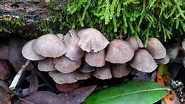 Image de Coprinopsis canoceps (Kauffman) Örstadius & E. Larss. 2015